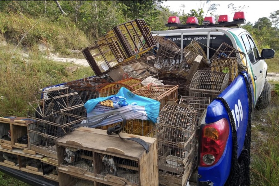 Pelotão Ambiental prende 93 aves silvestres na Feira de Itabaiana - 93Notícias