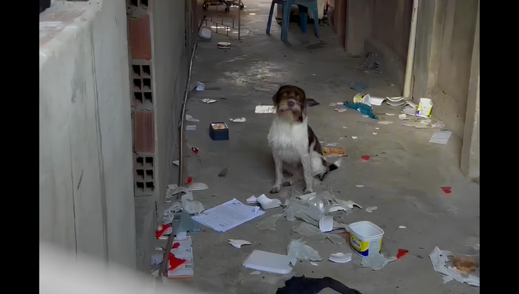 Polícia Civil resgata cão abandonado após prisão por violência doméstica