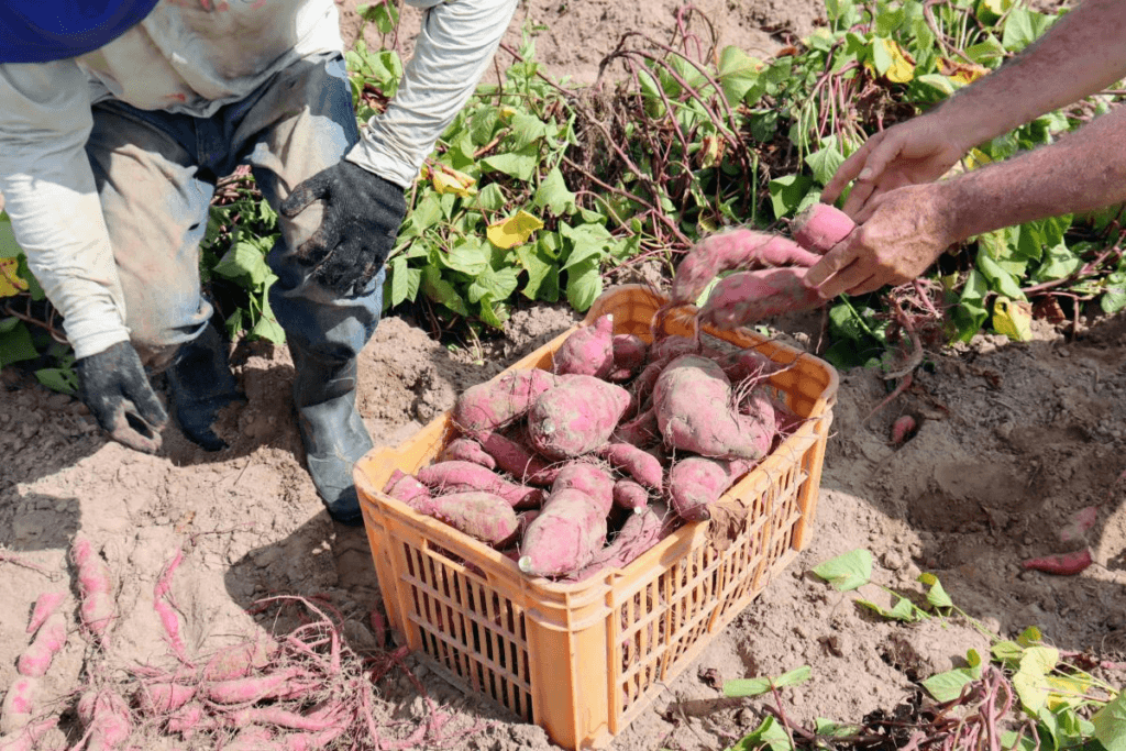 Tecnologia da agricultura regenerativa aumenta produtividade da batata-doce em Sergipe