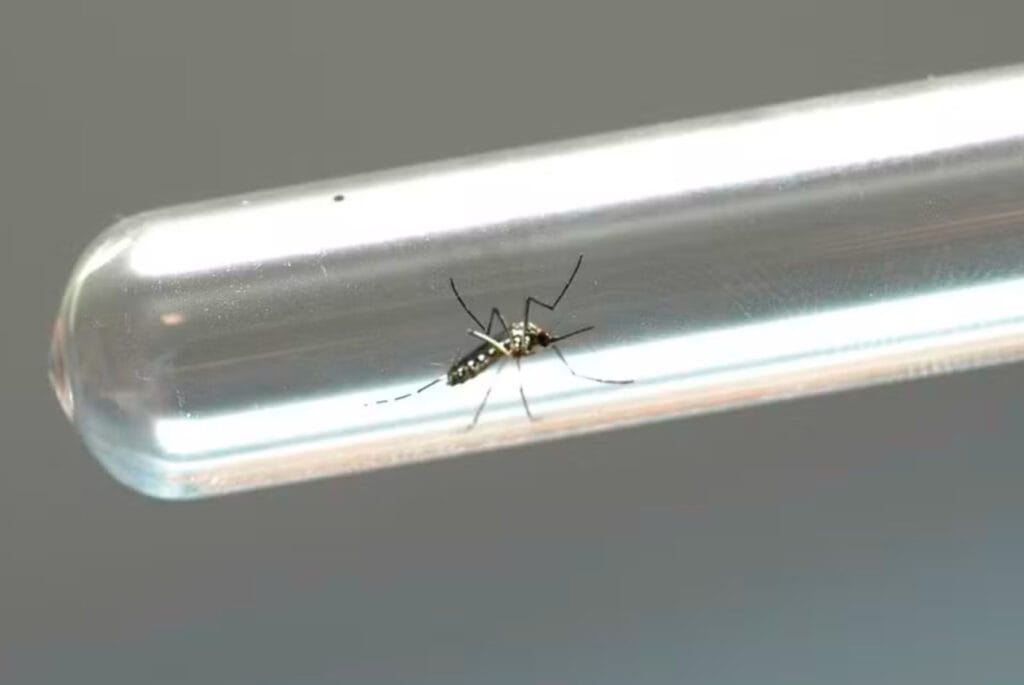 Instituto Butantan solicita registro da 1ª vacina contra a dengue