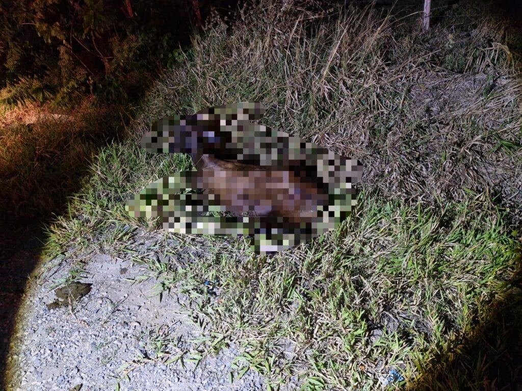 Motociclista morre após atropelar animal em rodovia de Itaporanga D’Ajuda