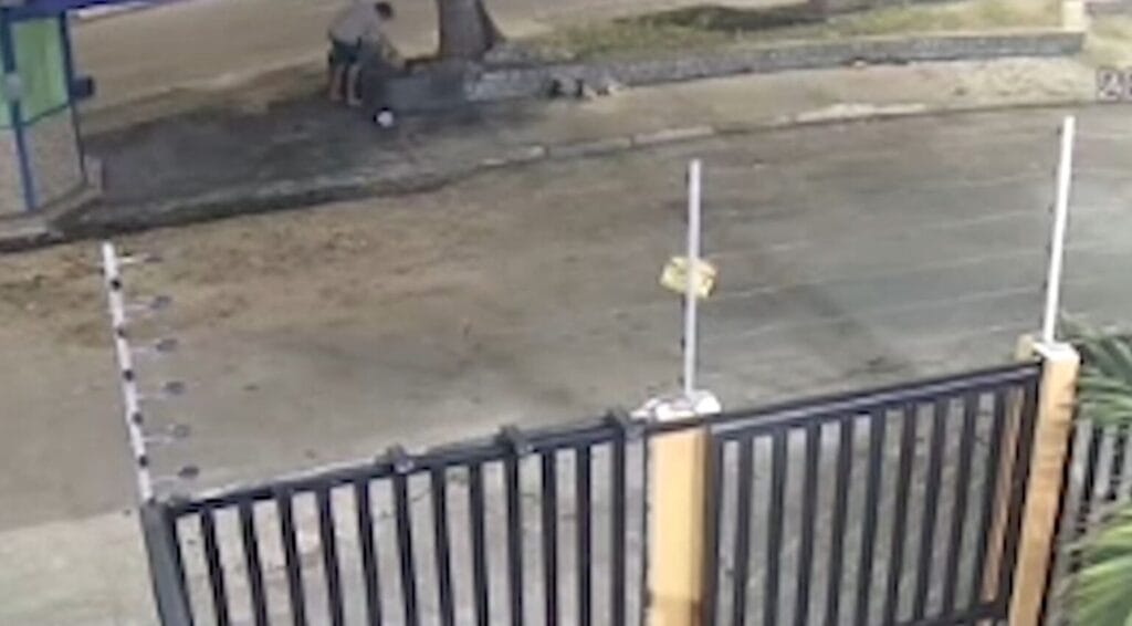 Polícia Civil divulga imagens de suspeito do abandono de cinco filhotes de gatos em Aracaju