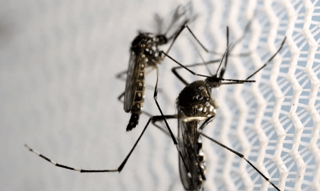 Aracaju em Alerta: Três bairros com alto índice de infestação do Aedes aegypti