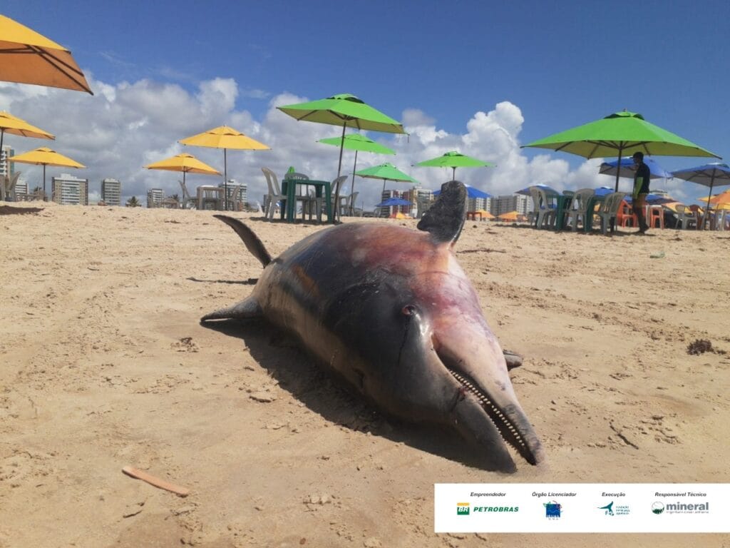 Boto-cinza aparece morto na praia da Cinelândia, em Aracaju