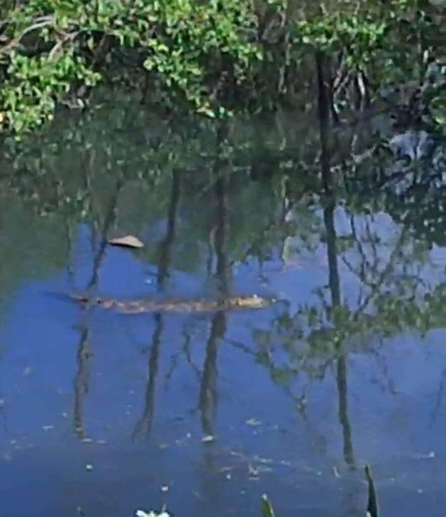 Vídeo: jacaré é visto em canal do bairro Garcia, em Aracaju