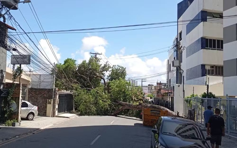 Queda de árvore interrompe energia e bloqueia trânsito na Rua Urquiza Leal, em Aracaju