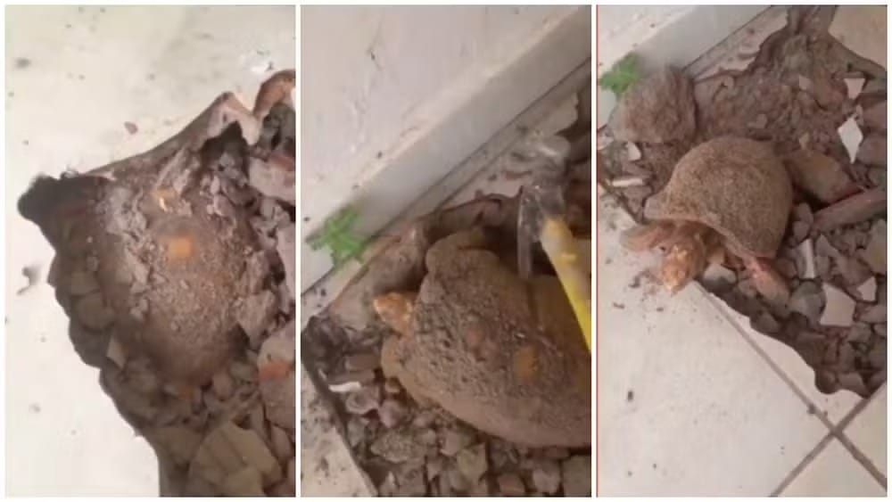 Jabuti sobrevive quase 10 anos soterrado sob piso de casa