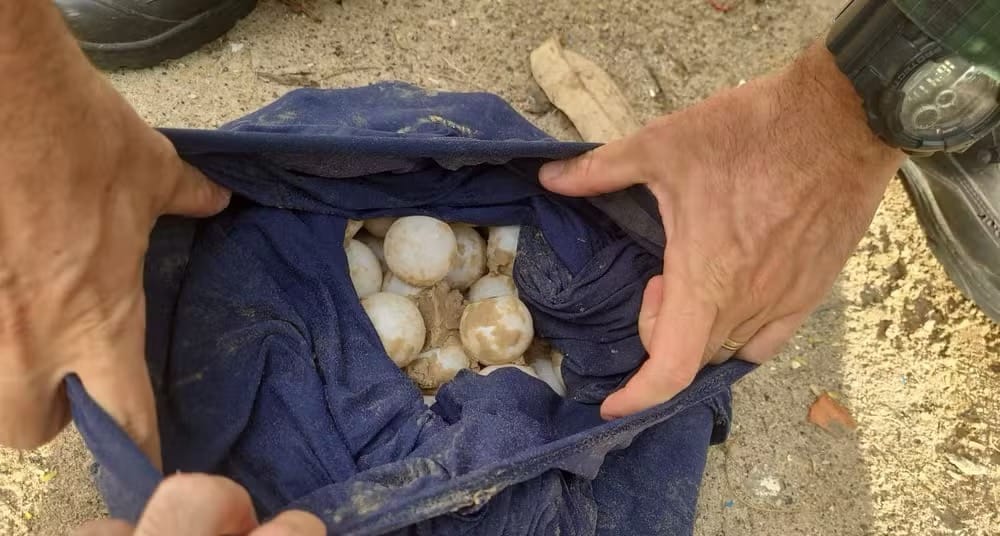 Homem é autuado por destruir ninho de tartaruga e recolher 111 ovos na Orla da Atalaia, em Aracaju