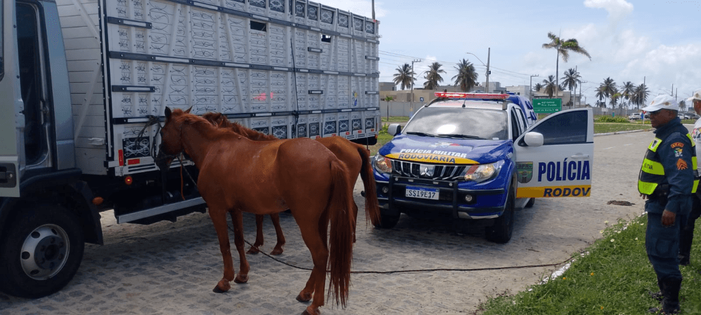 Operação Boiadeiro: BPRv apreende 12 cavalos soltos em rodovias estaduais de Sergipe