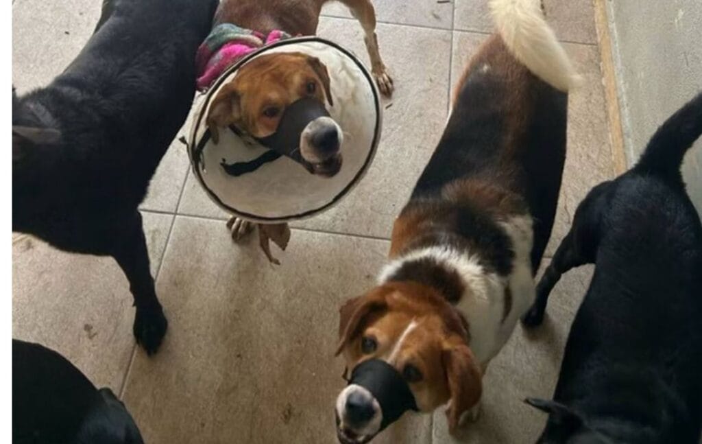 Dono e funcionário de hotel para pets são presos por maus-tratos e suspeita de zoofolia