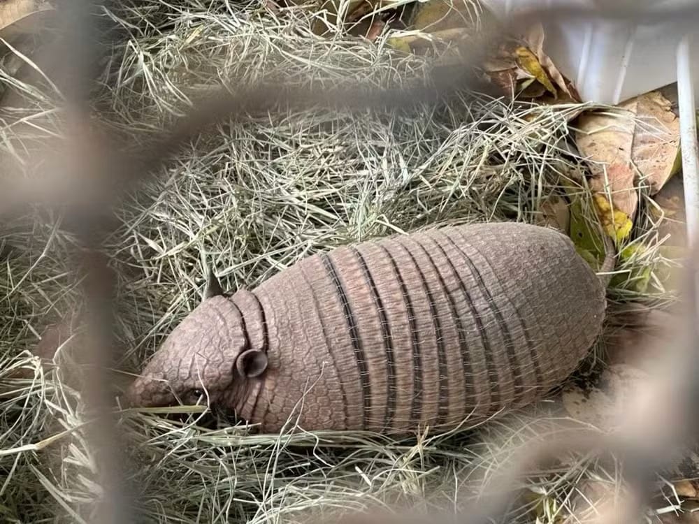 FPI/SE resgata 44 animais silvestres de cativeiros no sertão sergipano
