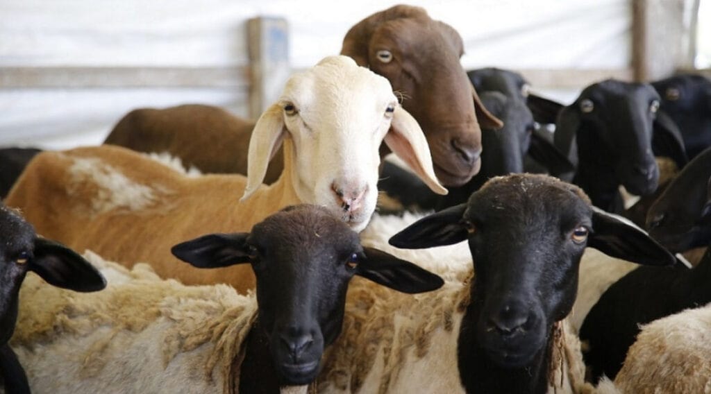 Produtores rurais devem atualizar cadastro pecuário a partir desta terça-feira dia 1º de abril
