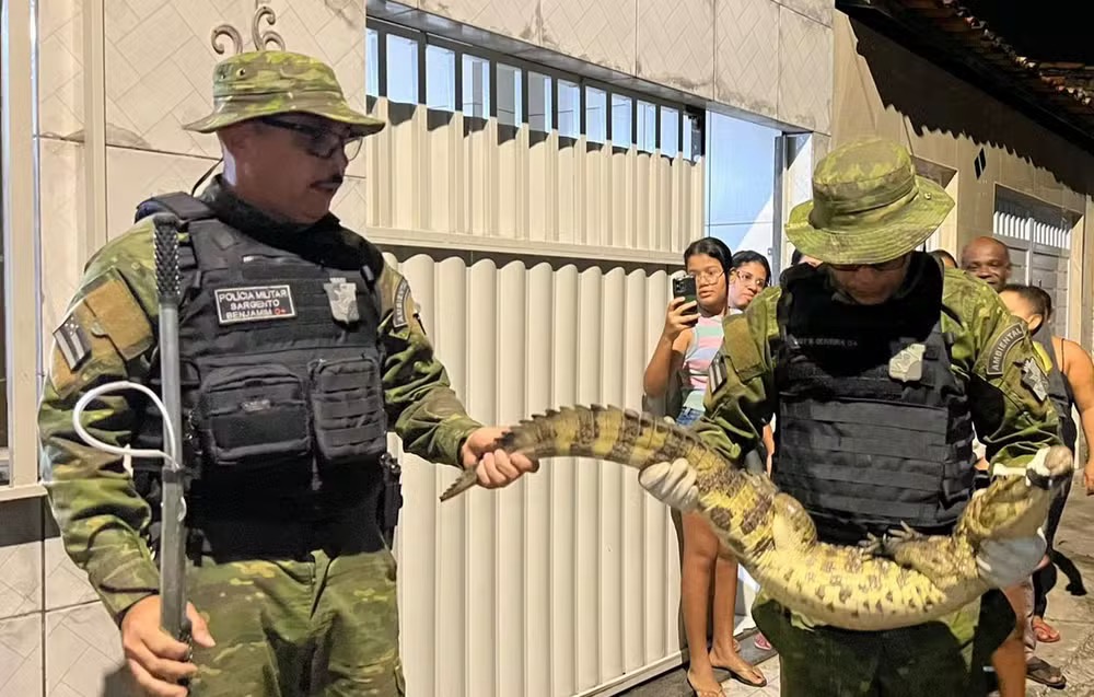 Jacaré é encontrado dentro de bueiro em bairro de Aracaju