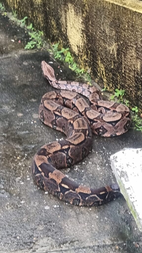 Jiboia de quase 3 metros é encontrada na Prefeitura de Socorro