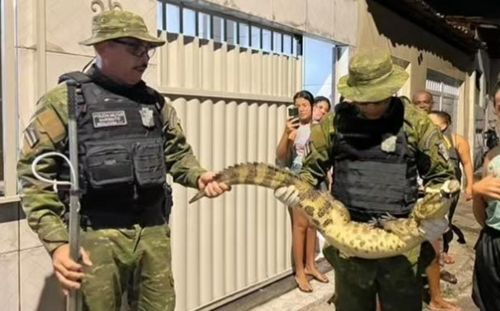Jacaré é encontrado dentro de bueiro no bairro Santos Dumont, em Aracaju