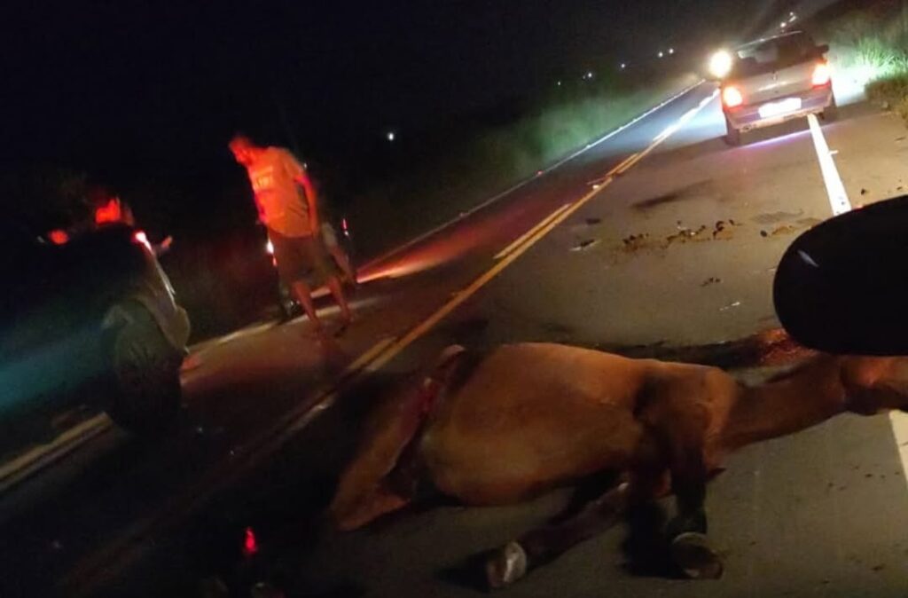Ex-vereador Fabinho do Abrigo sofre acidente com cavalo solto em rodovia de Tobias Barreto