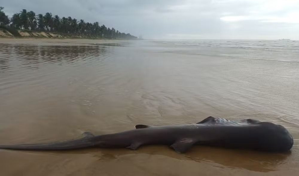 Tubarão raro de 4 metros é encontrado morto no litoral de Sergipe
