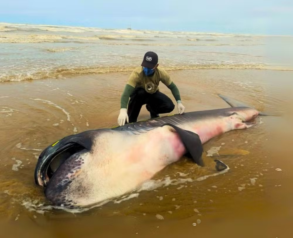 Tubarão raro “Boca Grande” encontrado morto em Sergipe, o quarto registro no Brasil