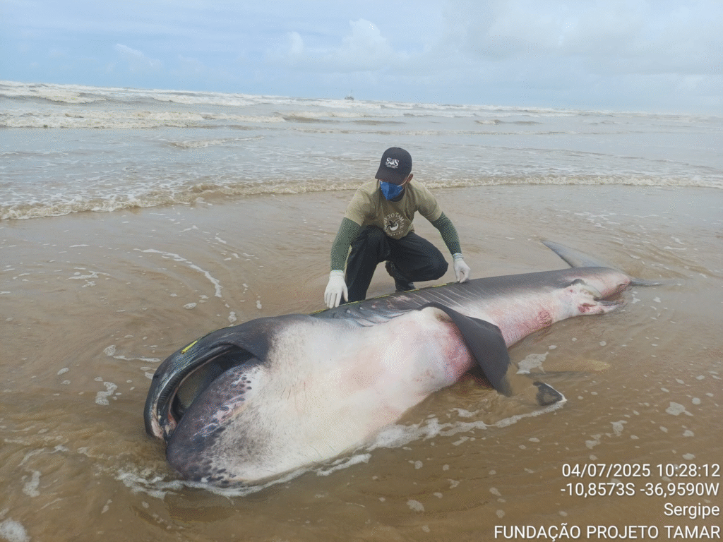 TUBARÃO‑BOCA‑GRANDE, ESPÉCIE EXCEPCIONAL, É ENCONTRADO MORTO NA PRAIA DA COSTA