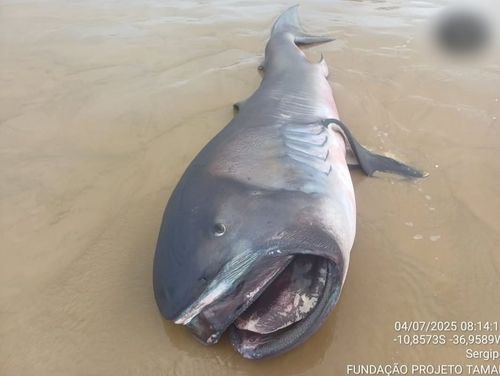 Tubarão-boca-grande, espécie rara dos oceanos, é encontrado morto em praia de Sergipe