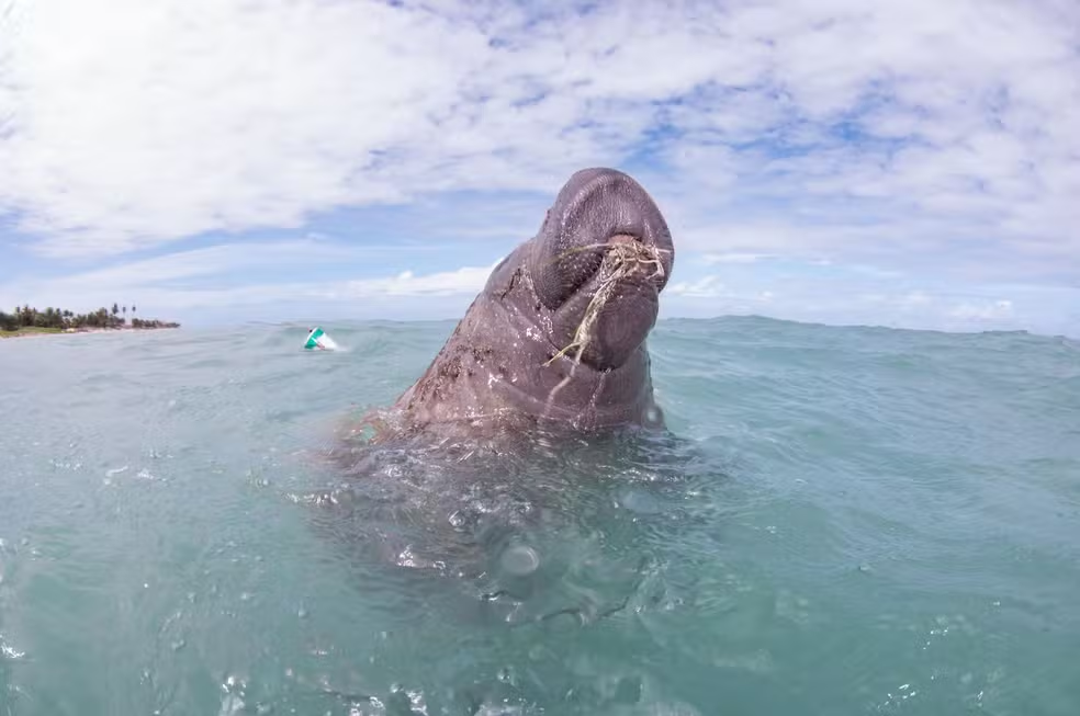 Alese aprova lei que torna Astro, o Peixe-Boi, Patrimônio Natural de Sergipe