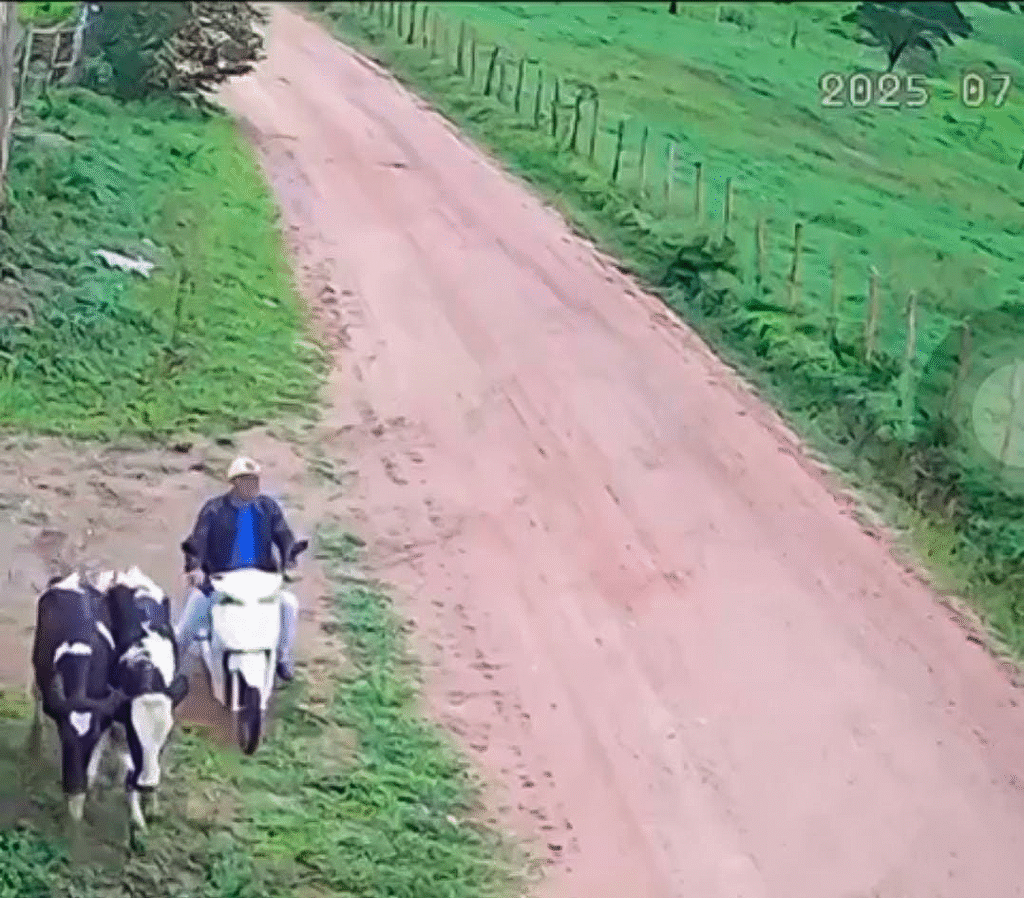 Polícia Civil identifica e prende autor de furto de gado em Ribeirópolis