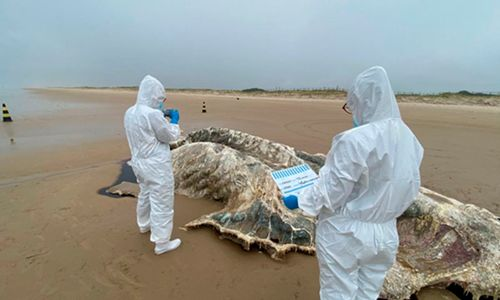 Carcaça de baleia-jubarte é encontrada em decomposição na praia da caueira