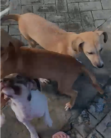 Três cães dóceis são abandonados perto de Unidade de Saúde em Itabaiana