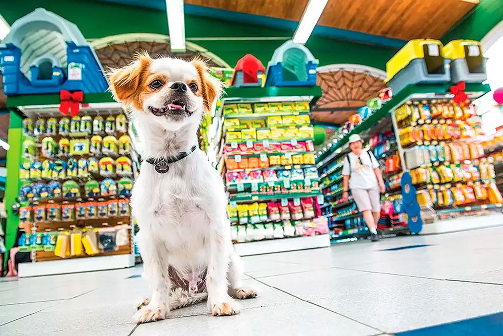 Aracaju registra crescimento de 11% em novos negócios ligados ao mercado pet em 2025