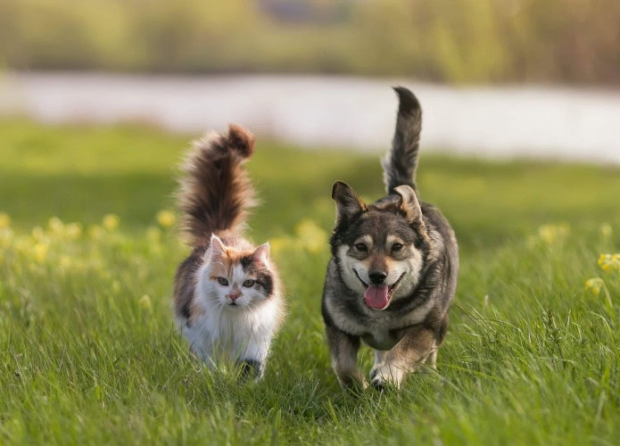 Animais de estimação realmente entendem o que dizemos? A ciência responde