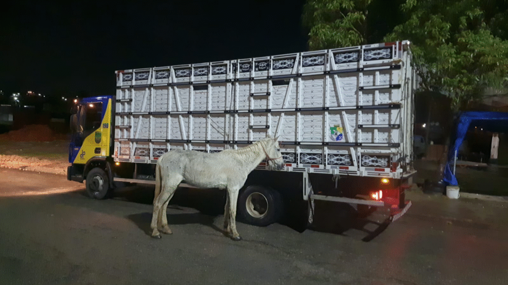 Polícia Rodoviária Estadual recolhe quatro animais soltos na saída de Aracaju