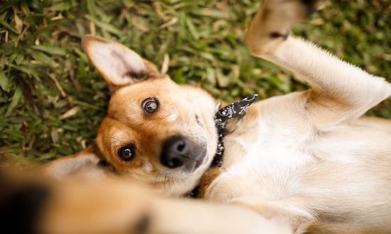 Encontro de “caramelos” reúne tutores e pets neste sábado no RioMar Aracaju