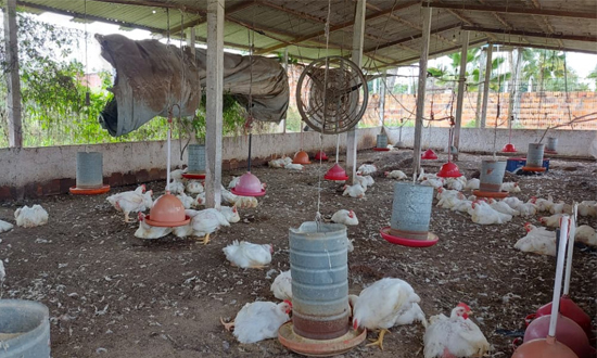 Adema fecha criação e abate clandestino de aves em Itaporanga d’Ajuda