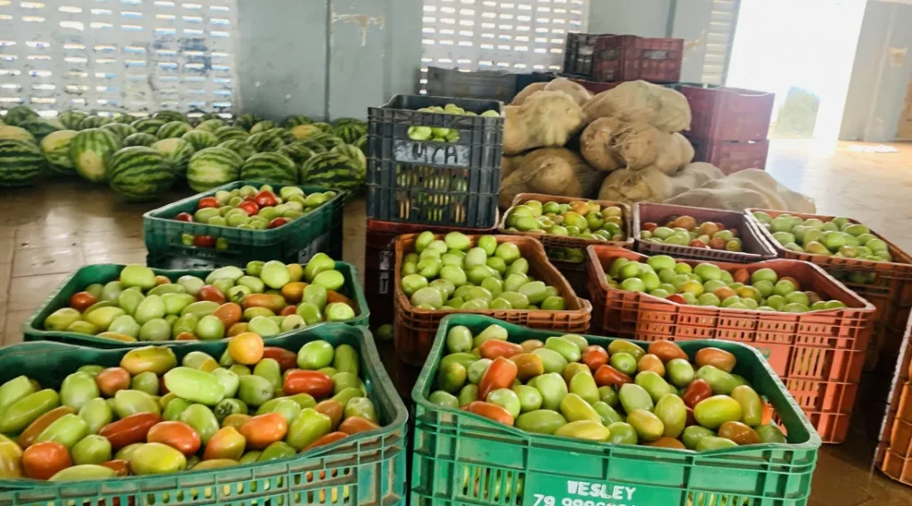 Programa de Aquisição de Alimentos distribui 3,5 toneladas a famílias de Gararu