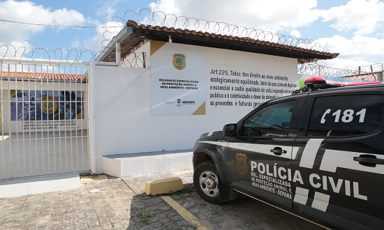 Dois homens são indiciados por abandonar seis filhotes de gato em Aracaju