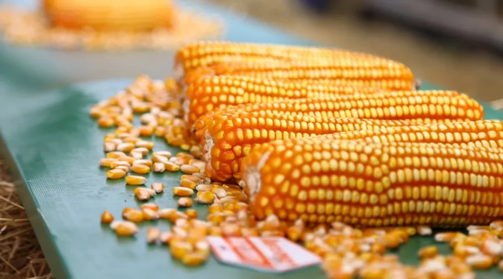 Produção agrícola de Sergipe mantém ritmo de expansão e deve superar 1 milhão de toneladas em 2025