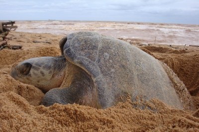 MPF cobra ações de municípios para frear ataques de cães a tartarugas no litoral de Sergipe