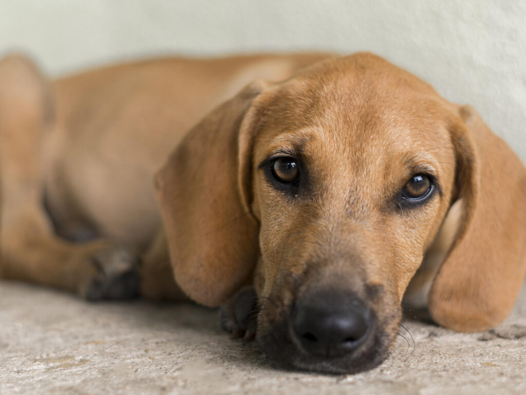 Ministério Público e instituições de proteção animal realizam campanha de adoção neste sábado, 20 de setembro