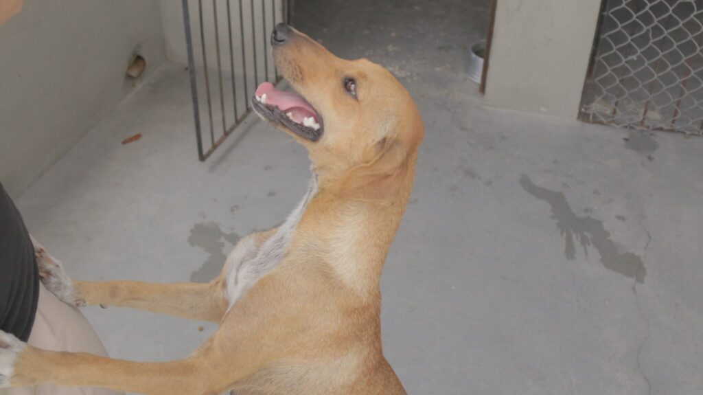 Cadela vítima de zoofilia em Aracaju é adotada junto com os cinco filhotes
