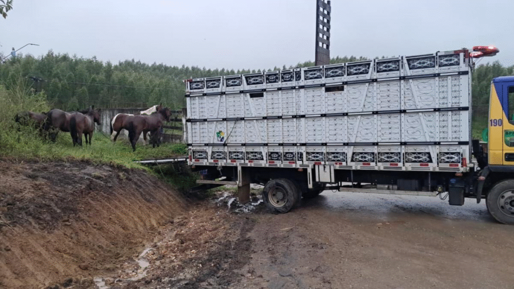 BPRv recolhe 15 animais soltos em rodovias de Sergipe no fim de semana