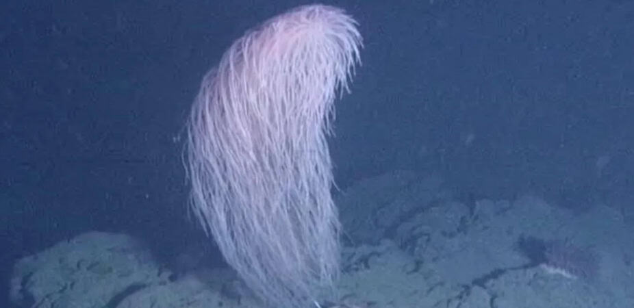 Coral ‘Chewbacca’ é Descoberto nas Profundezas do Pacífico