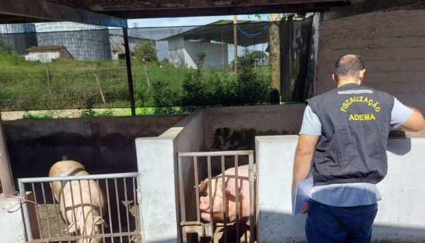 Adema encontra 1.200 Porcos em situação irregular em granja de São Cristóvão