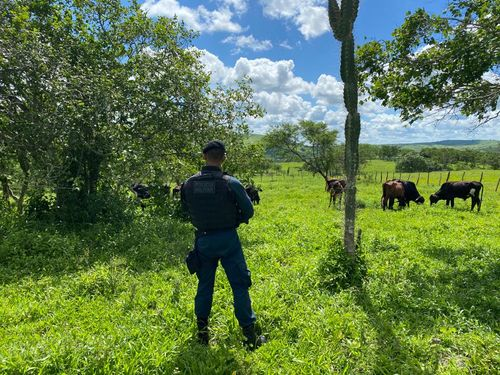 Gado furtado em Nossa Senhora Aparecida é recuperado em Itabaiana