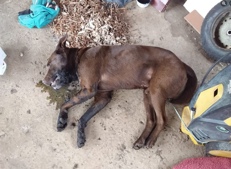 Suspeito é indiciado por envenenamento que matou cão e intoxicou outros em Lagarto