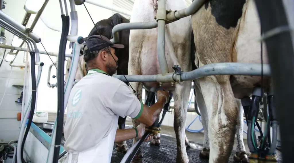 Sergipe emplaca três cidades entre os 20 maiores produtores de leite do país, aponta IBGE