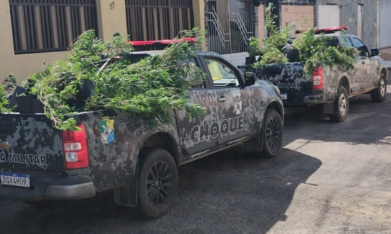 Polícia apreende cerca de 300 pés de maconha em estufa no Marcos Freire II