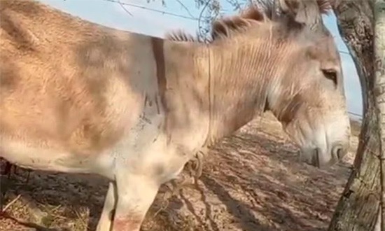 Polícia apura mutilação de jegues na zona rural de Poço Redondo