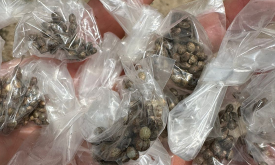 Homem é preso em Macambira após polícia encontrar 50 pés de maconha no quintal