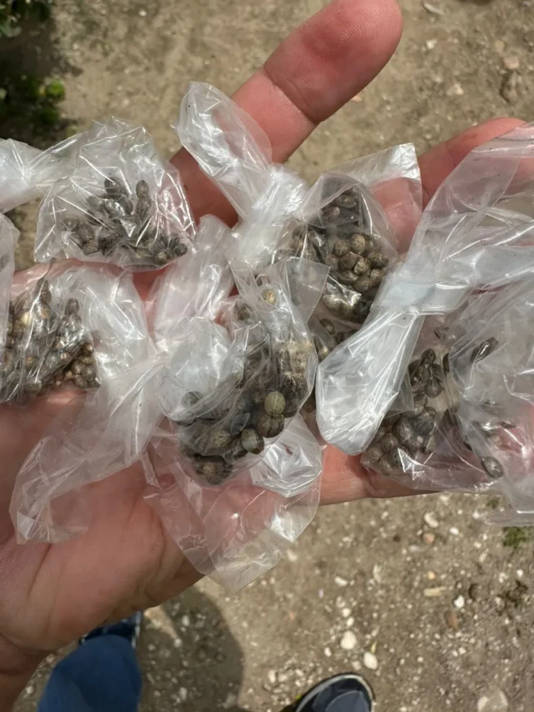 Polícia Civil prende homem com plantação de 50 pés de maconha em Macambira