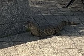 Filhote de jacaré de 80 cm é resgatado no bairro São José, em Aracaju